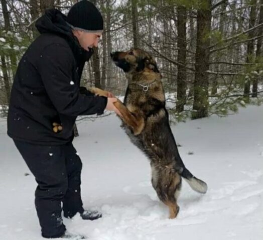 Ghost, il cane poliziotto che ha ritrovato un uomo scomparso