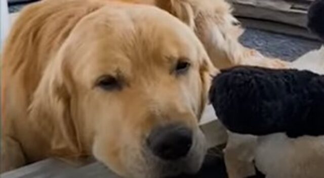 Un Golden Retriever adora uno scoiattolo con cui è diventato molto amico (VIDEO)