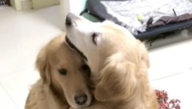 Golden Retriever innamorato fa una sorpresa alla sua compagna (VIDEO)