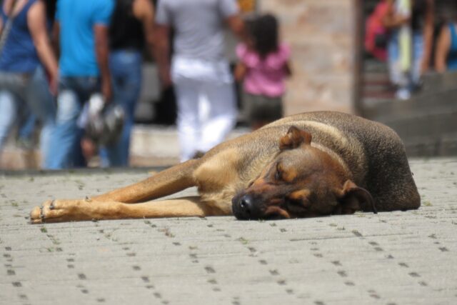 L’incredibile recupero del cane Gigi