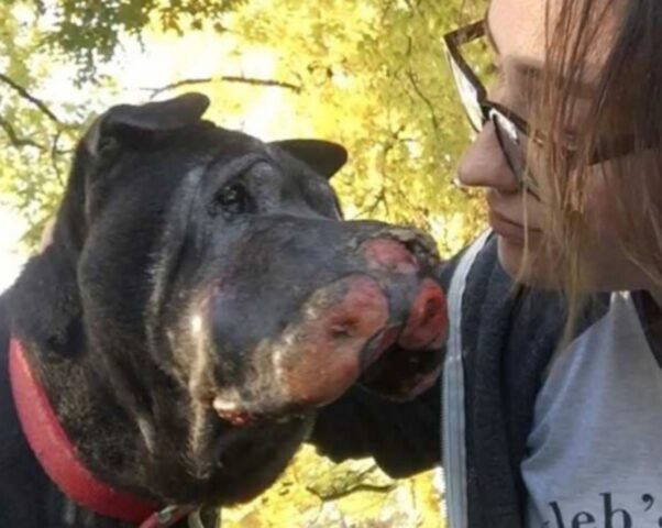 Hippo, il cane salvato da una donna poco prima di attraversare il ponte