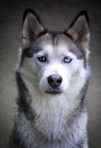 La coppia cambia stato e lascia il cane legato a una recinzione