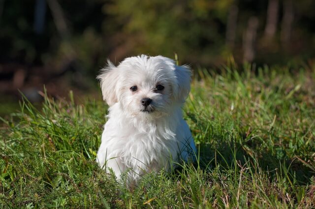 Una comunità nel Maine si riunisce per cercare un cane scomparso