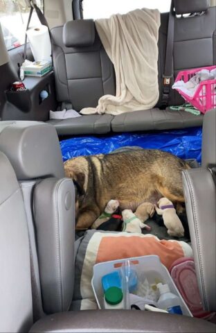 Maggy, la cagnolona randagia che ha partorito in auto