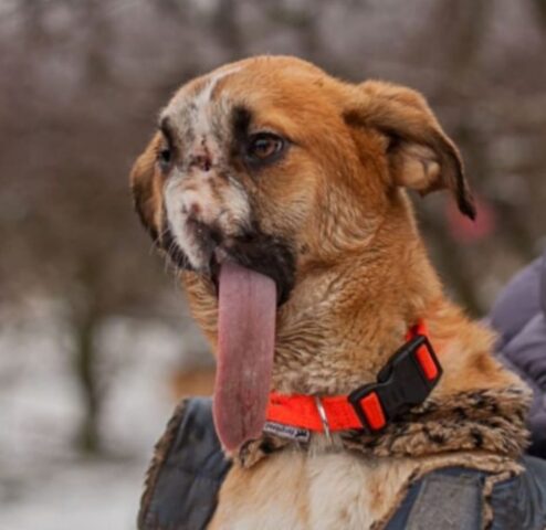 Millie, la cagnolina sopravvissuta alla crudeltà dei maltrattamenti