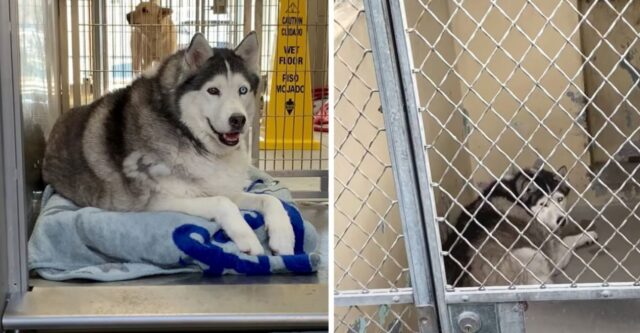 Mishka, la cagnolona obesa che era destinata a morire in rifugio