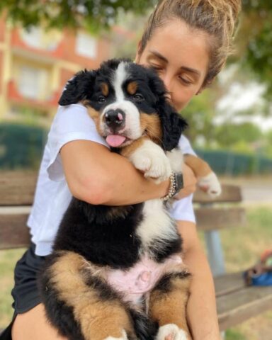 Mufasa, il cucciolo di Bovaro del Bernese ha bisogno di aiuto