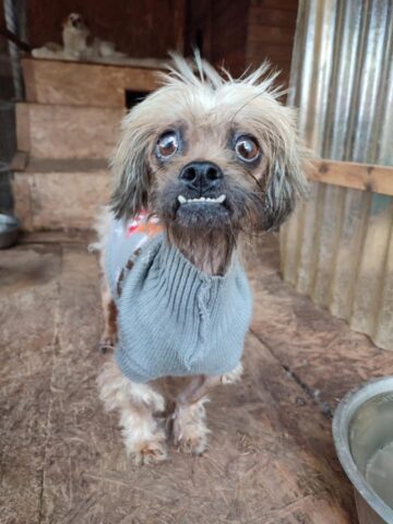 Pedro, il cagnolino che cerca una famiglia che lo adotti per sempre