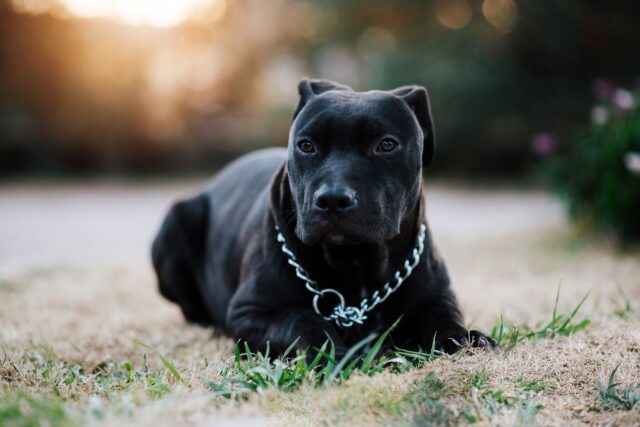 I suoi proprietari non la vogliono più: cagnolina abbandonata per strada