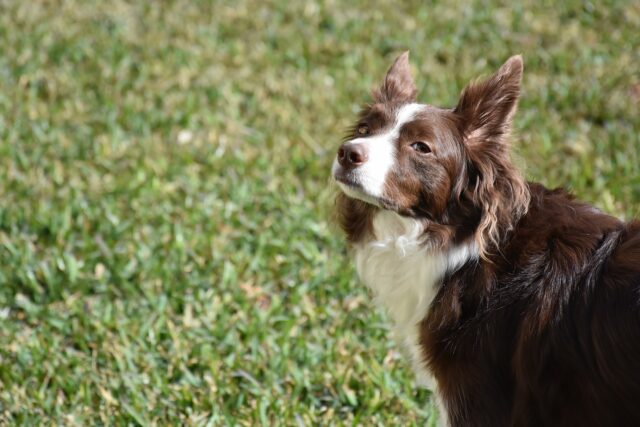 La cagnolina viene salvata dal suo padrone prima di cadere nel dirupo