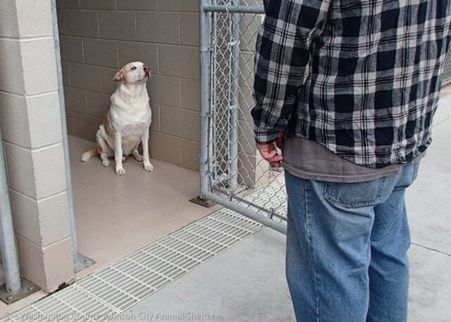 Runt, il cagnolone che ha passato 3 anni a cercare la sua famiglia