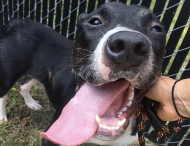 Surge, la cagnolona abbandonata durante un uragano