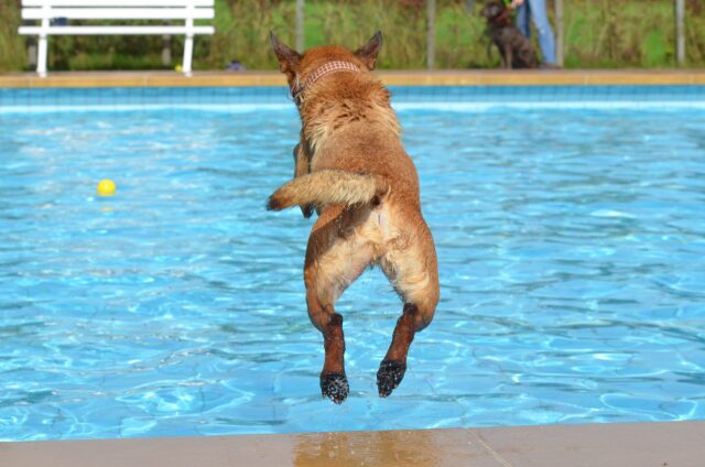 Oaklie: il Labrador si alza presto per andare in piscina