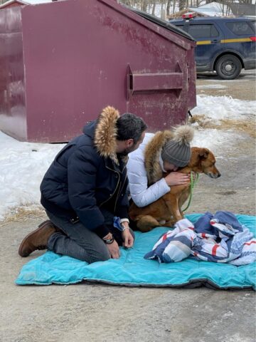 Teddy, il cane che si è riunito con la famiglia dopo aver percorso 130 km