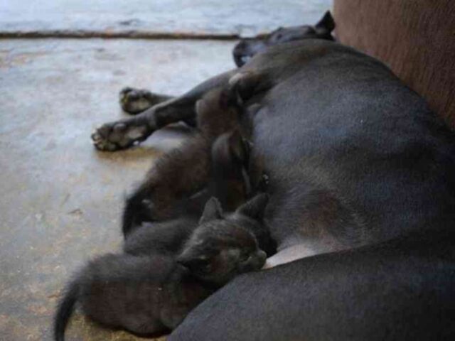 Teresa, la cagnolona che ha adottato quattro gattini