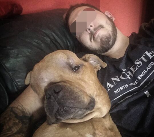 Thanos, il cagnolone con il tumore che nessuno voleva