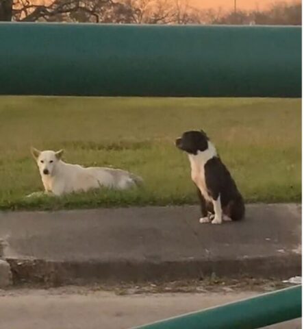 Cucciolo di cane resta vicino al suo amico ferito per ore