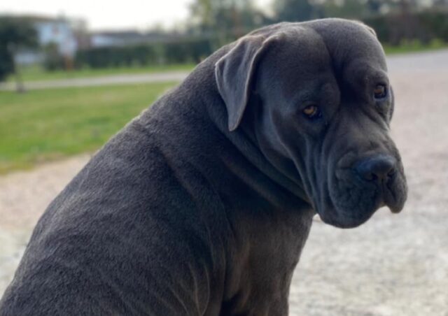 Borgo Santa Maria, Cesare è scomparso da poco, i proprietari chiedono aiuto per ritrovare il cane