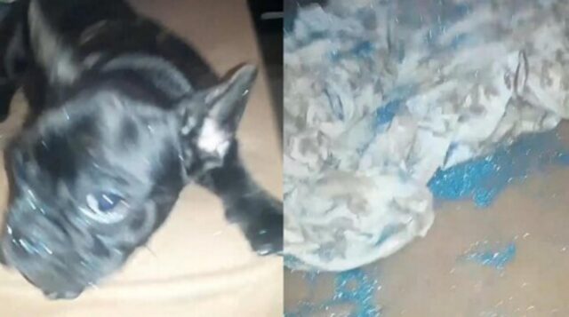 La cagnolina si ricopre di glitter blu e li sparge per tutta la stanza provocando la disperazione del proprietario