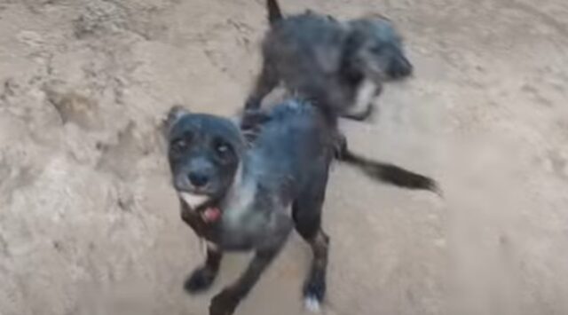 Cagnolina selvatica Foxy e i suoi cuccioli possono cominciare una nuova vita (VIDEO)