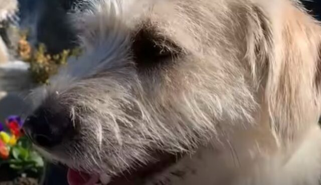 Il cagnolino Speedy ricomincia vivere grazie all’amore e ad una sedia a rotelle (VIDEO)