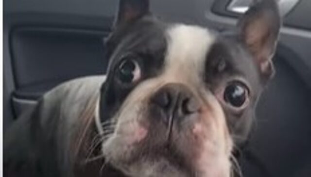 Il cagnolone Boston Terrier Alfred vuole passeggiare anche se piove (VIDEO)