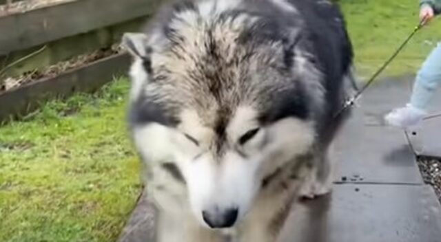 Il cagnolone Malamute Teddy fa la prima passeggiata con la sorellina Amelia (VIDEO)