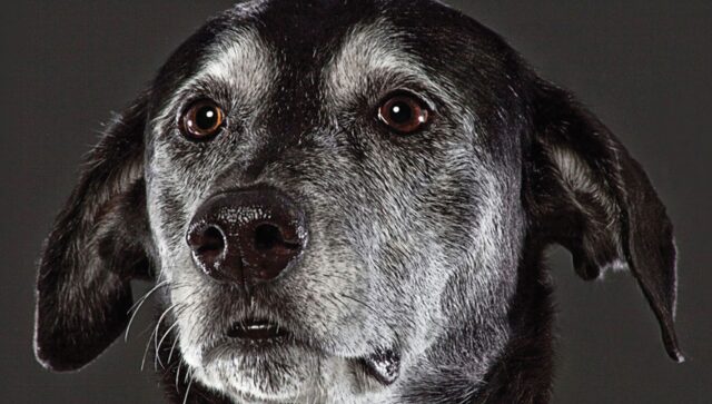 Il cagnolone Sarge si trova in difficoltà; la sua proprietaria interviene subito (VIDEO)