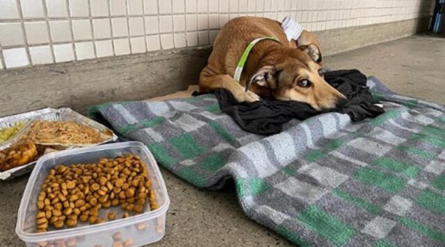 Un senzatetto cieco è ricoverato in ospedale e la sua cagnolina fa di tutto per farsi ammettere all’interno