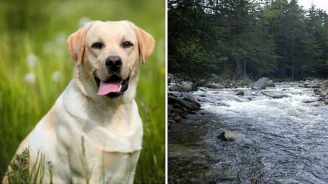 Il cane guida la polizia fino al fiume gelido dov’era caduto il suo padrone cieco