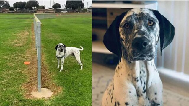 “Non intelligente, ma molto divertente”, il cagnolino non riesce a prendere il suo frisbee nonostante fosse molto facile