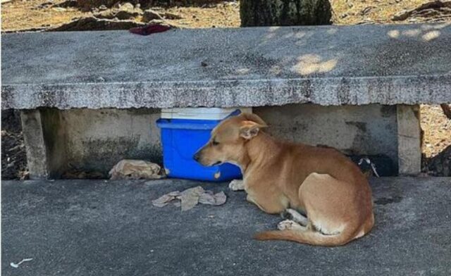 Il cane rimane vicino al corpo del padrone deceduto e quando gli operatori rimuovono la salma il cane non vuole comunque andare via