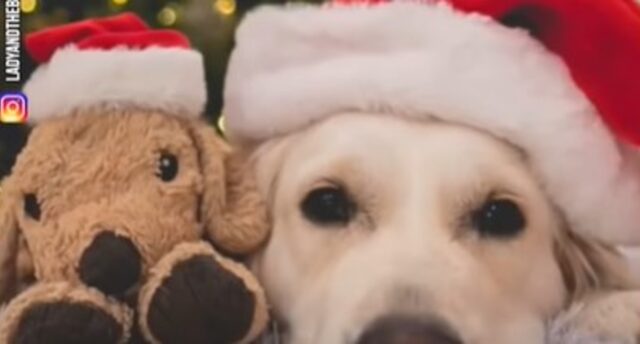 La cucciola Golden Retriever Lady è molto gelosa del suo peluche Indiana Jones (VIDEO)