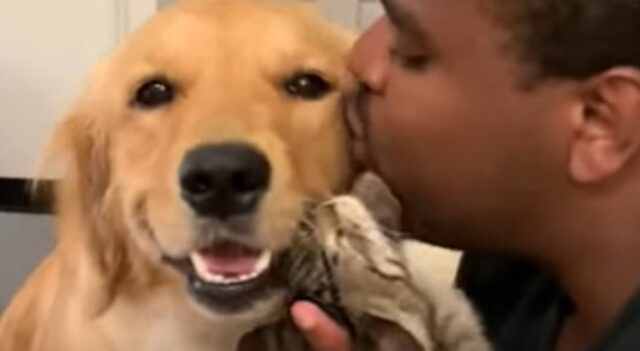 La cucciola Golden Retriever Nally ha conosciuto un nuovo modo di vivere la famiglia (VIDEO)