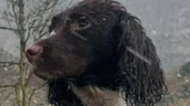 La cucciola Springer Spaniel Molly ha potuto riabbracciare il suo umano dopo due giorni in mezzo alla tempesta