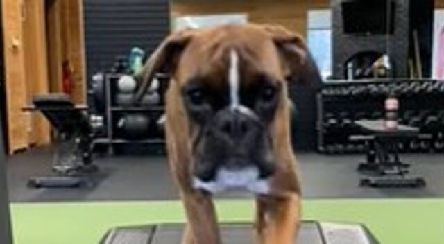 La cucciola di Boxer Navy si allena ogni giorno in palestra (VIDEO)