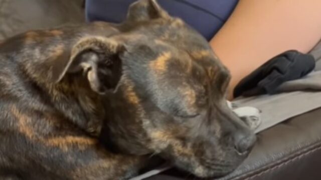 La cucciola di Bull Terrier Puddy si addormenta ogni volta che vede la proprietaria addormentarsi (VIDEO)