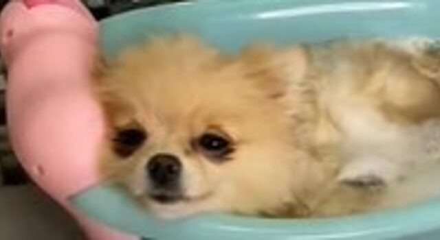 Cucciola di Pomerania fa un bagno rilassante e la proprietaria la filma (VIDEO)