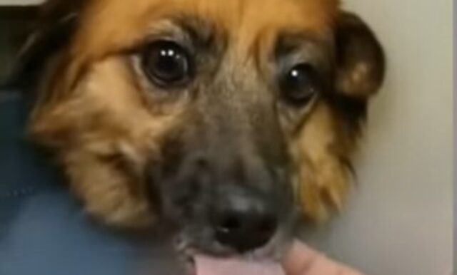 La cucciola di cane Lissy ha trovato la gioia dopo tanta sofferenza (VIDEO)