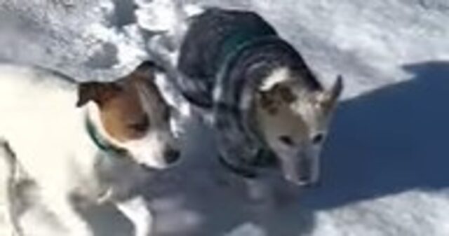 Le cucciole Bertie e Beatrice si divertono moltissimo a correre sulla neve (VIDEO)