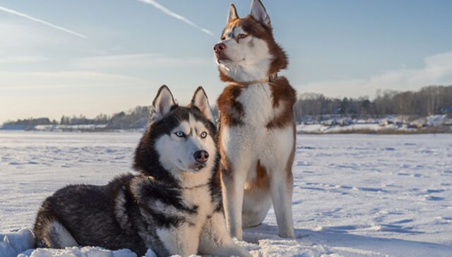 Cuccioli di Husky Leo e Beau ululano non appena sentono la voce della proprietaria (VIDEO)