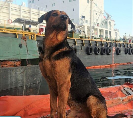 Cucciolo di cane ritrovato dopo molto tempo che nuotava