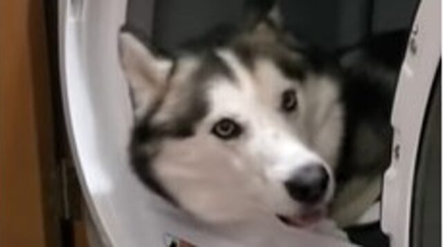 Un cucciolone Husky si diverte a coricarsi all’interno dell’asciugatrice (VIDEO)