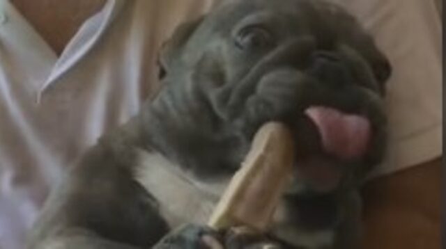 Cucciolo di Bulldog francese ama il suo umano; insieme mangiano burrito e fanno maschere facciali (VIDEO)