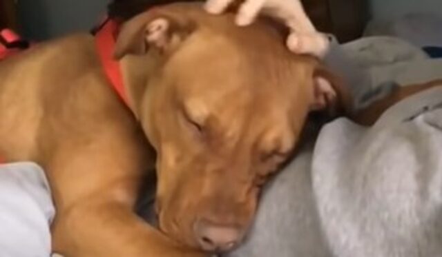 Il cucciolo di Pitbull Max ha rischiato due volte l’eutanasia; ora ha una famiglia (VIDEO)