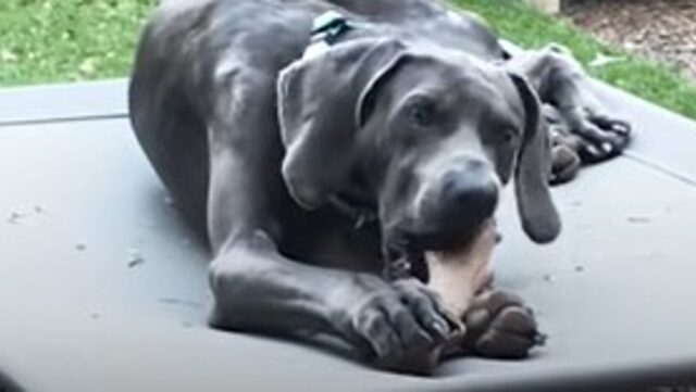 Un cucciolone di Weimaraner è stato salvato da una coppia che lo ha reso felice (VIDEO)