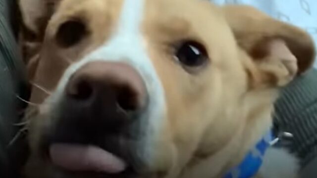 Il cucciolo di cane Camper era destinato ad incontrare la sua umana Nikki; la storia (VIDEO)