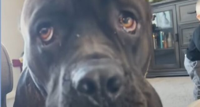 Cucciolo di cane Corso Drax adora il suo fratellino con cui condivide tutto (VIDEO)