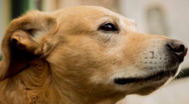 Addio al cucciolone di cane Melo mascotte e guardiano dell’università di Catania