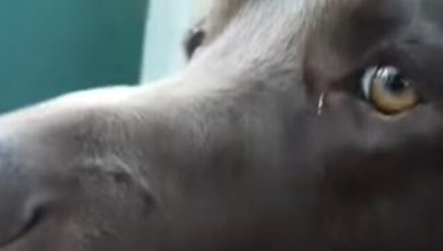 Cuccioloni Labrador color cioccolato adorano discutere con i loro umani (VIDEO)